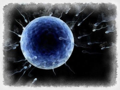 Espermatozoide ovulo