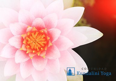 flor de loto